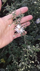 Symphyotrichum shortii