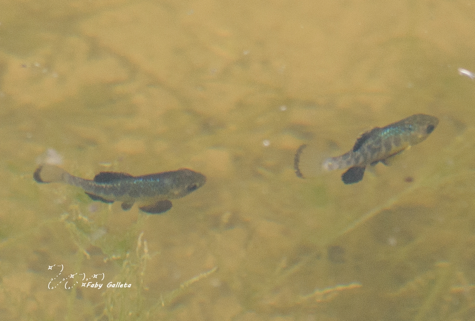 Cyprinodon bobmilleri