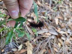 Hypercompe scribonia