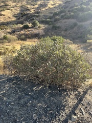 Eriodictyon crassifolium