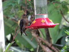 Melanerpes rubricapillus