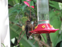 Melanerpes rubricapillus