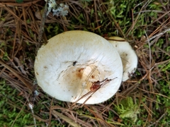 Lactifluus deceptivus