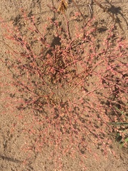 Euphorbia glyptosperma