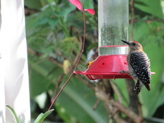 Melanerpes rubricapillus