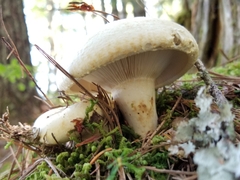 Lactifluus deceptivus