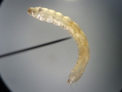 Ommatius floridensis