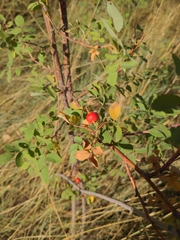 Rosa woodsii