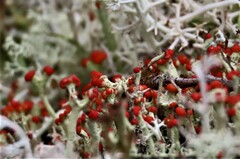 Cladonia cristatella