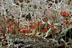 Cladonia cristatella