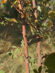 Rosa woodsii