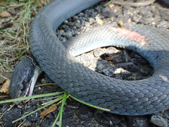 Coluber constrictor foxii
