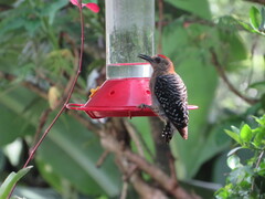 Melanerpes rubricapillus