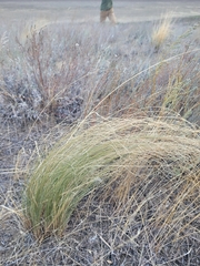 Stipa lessingiana