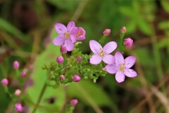 Centaurium pulchellum