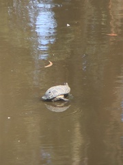 Emydidae