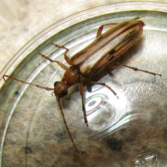 Ortholeptura valida