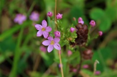 Centaurium pulchellum