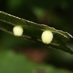 Caryomyia cilidolium