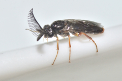 Diprioninae