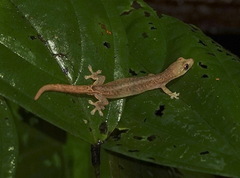 Hemiphyllodactylus typus