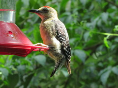 Melanerpes rubricapillus