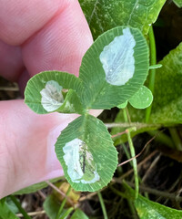 Porphyrosela minuta
