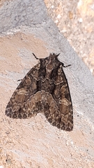 Platypolia mactata