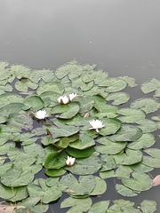 Nymphaea alba