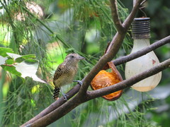 Thamnophilus doliatus