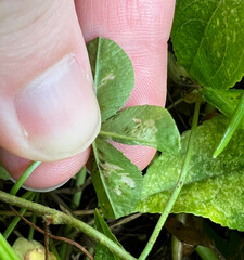 Porphyrosela minuta