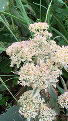 Hylotelephium maximum × spectabile