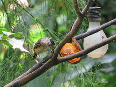 Thamnophilus doliatus