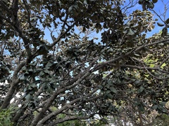 Quercus crassifolia