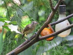 Thamnophilus doliatus