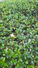 Trachelospermum asiaticum