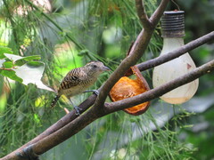 Thamnophilus doliatus