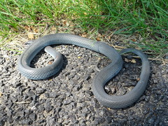 Coluber constrictor foxii