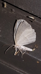 Campaea perlata