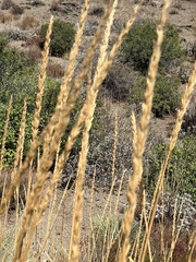 Leymus cinereus