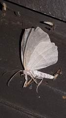 Campaea perlata