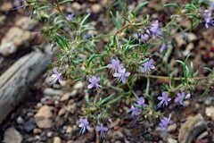 Ipomopsis multiflora