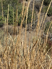 Leymus cinereus