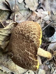Boletellus chrysenteroides