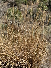 Leymus cinereus