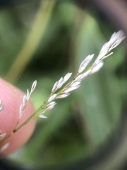 Piptatheropsis pungens