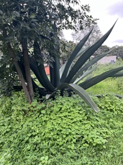 Agave atrovirens