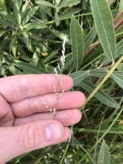 Piptatheropsis pungens