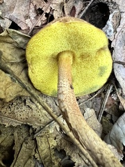 Boletellus chrysenteroides