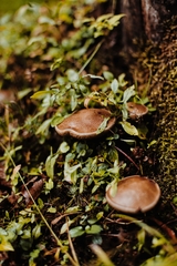 Xerocomellus diffractus